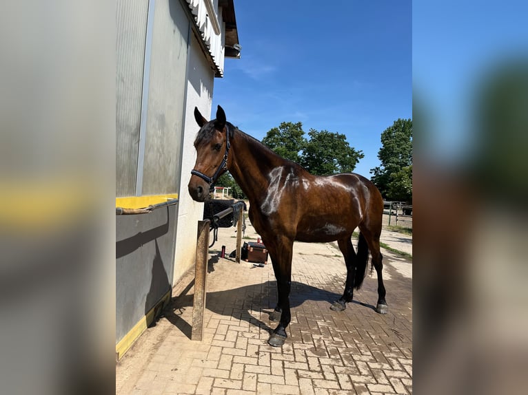 Friesian horses Mix Mare 9 years 16.2 hh Brown in Plötzkau