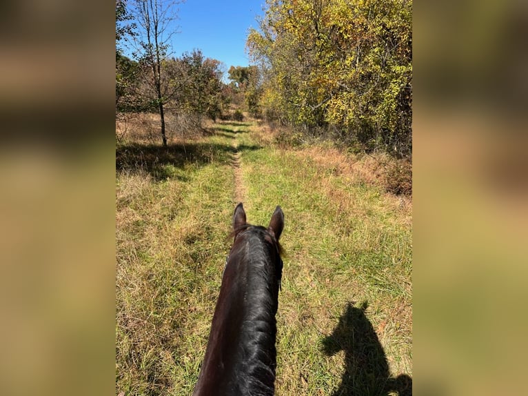 Friesian horses Mix Mare 9 years 16 hh Bay in Honey Brook