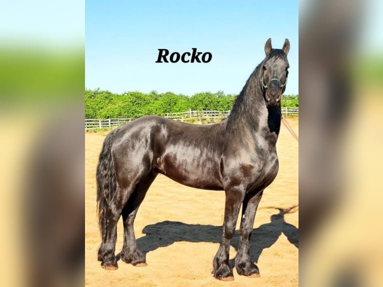 Friesian horses Mare 9 years 16 hh Black in Nordhausen