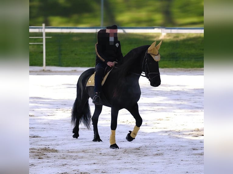 Friesian horses Mare 9 years 16 hh Black in Nordhausen