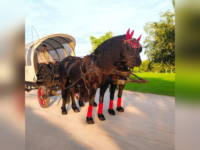 Friesian horses Mare 9 years 16 hh Black in Nordhausen