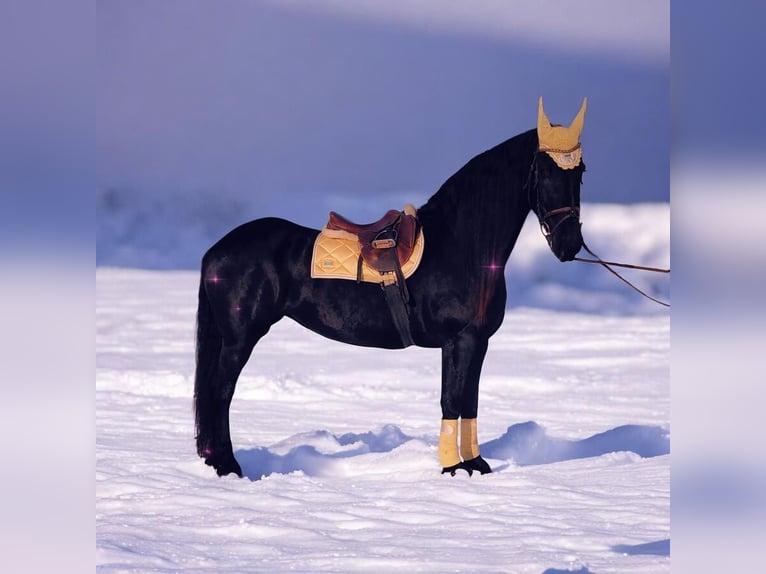 Friesian horses Mare 9 years 16 hh Black in Nordhausen