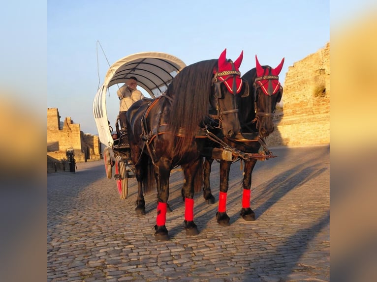 Friesian horses Mare 9 years 16 hh Black in Nordhausen