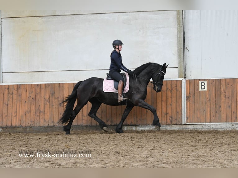 Friesian horses Mare 9 years 16 hh Black in Mijnsheerenland