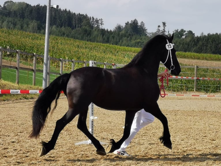 Friesian horses Mare 9 years 16 hh Black in Schorndorf Friesian horses Mare 9 years 16 hh Black in Schorndorf