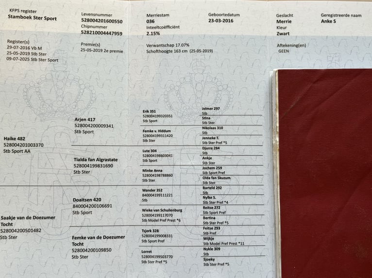 Friesian horses Mare 9 years 16 hh Black in Lemele