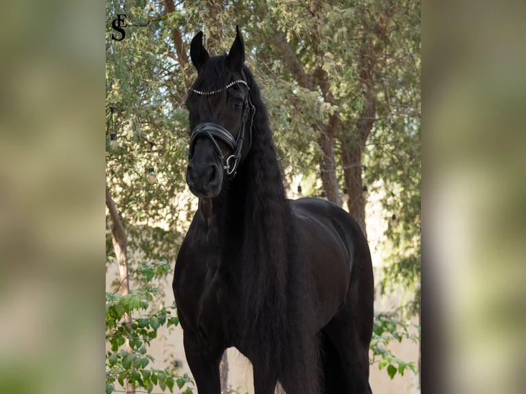 Friesian horses Mare 9 years 16 hh Black in Dubai