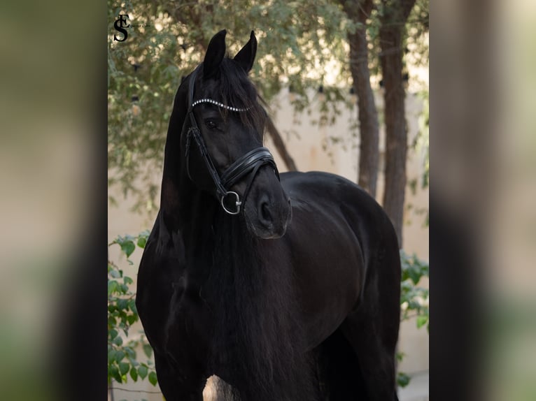 Friesian horses Mare 9 years 16 hh Black in Dubai