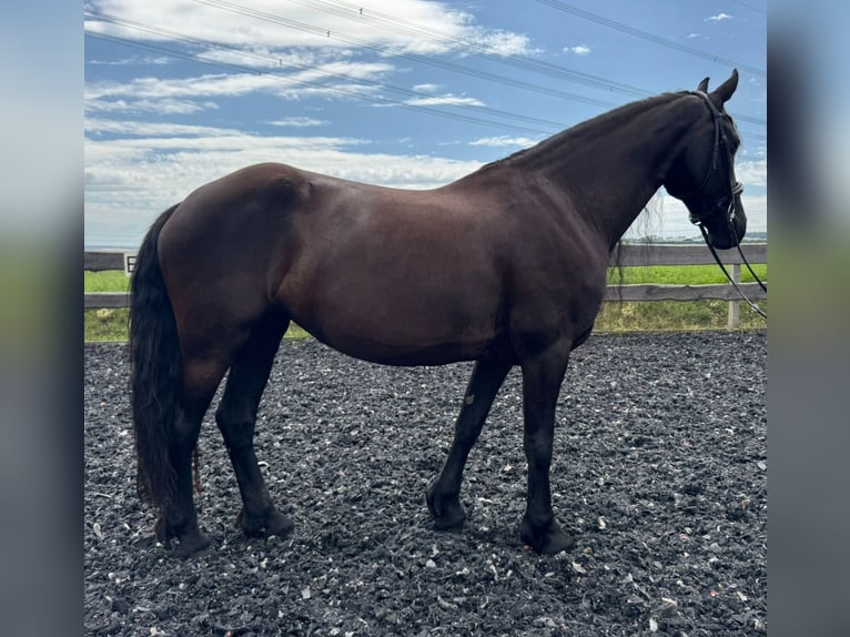 Friesian horses Mare 9 years 16 hh Black in Mittweida