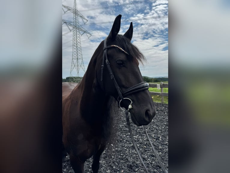 Friesian horses Mare 9 years 16 hh Black in Mittweida