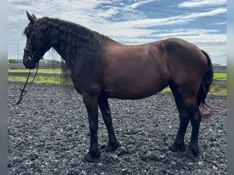 Friesian horses Mare 9 years 16 hh Black in Mittweida