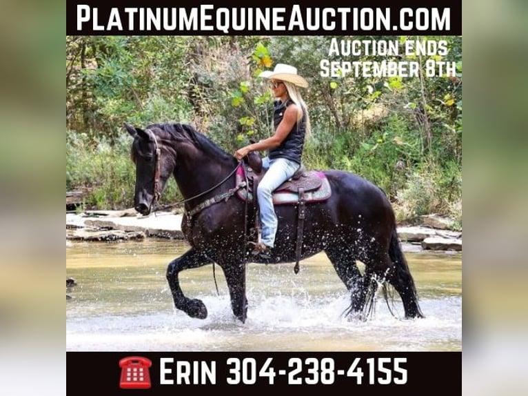 Friesian horses Mare 9 years 16 hh Black in Flemingsburg KY