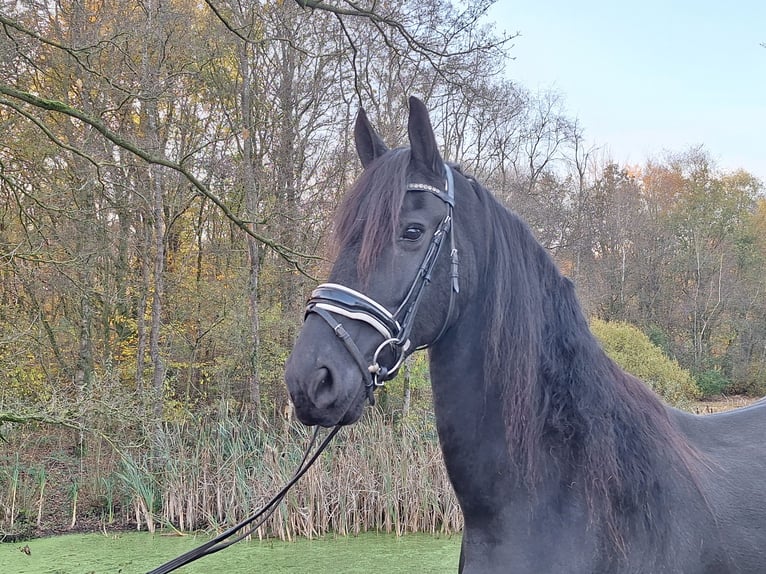 Friesian horses Mare 9 years 16,1 hh Black in Dalen Friesian horses Mare 9 years 16,1 hh Black in Dalen
