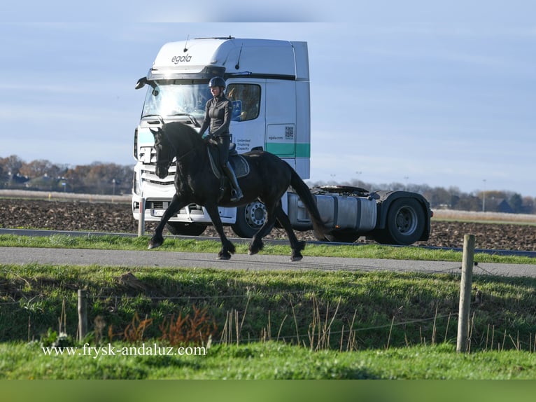 Friesian horses Mare 9 years 16,1 hh Black in Mijnsheerenland