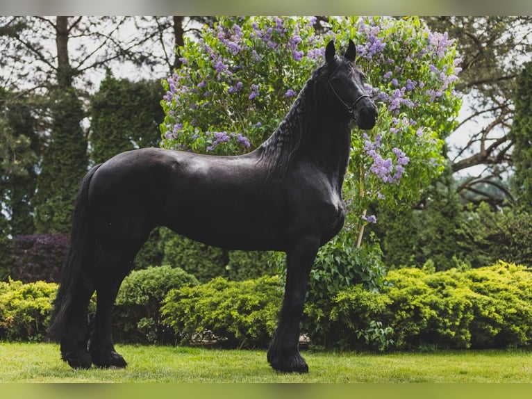 Friesian horses Mare 9 years 16,1 hh Black in Choiny