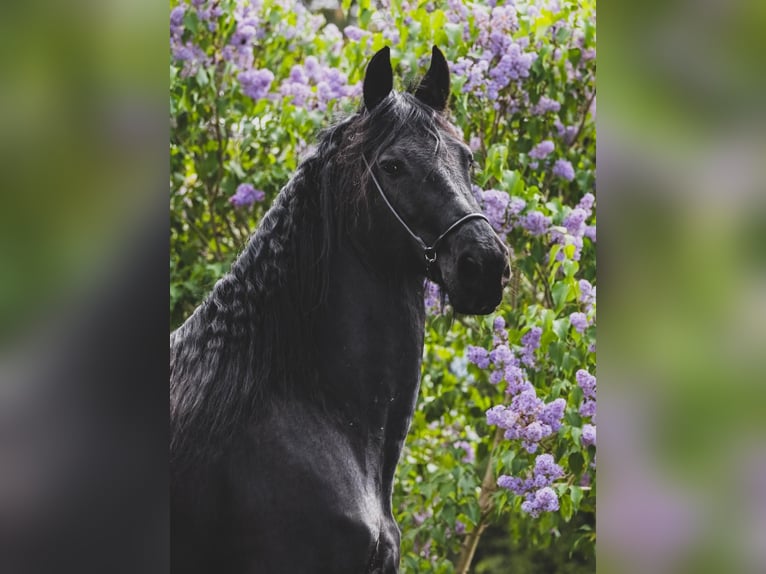 Friesian horses Mare 9 years 16,1 hh Black in Choiny