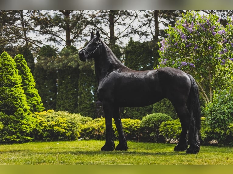 Friesian horses Mare 9 years 16,1 hh Black in Choiny