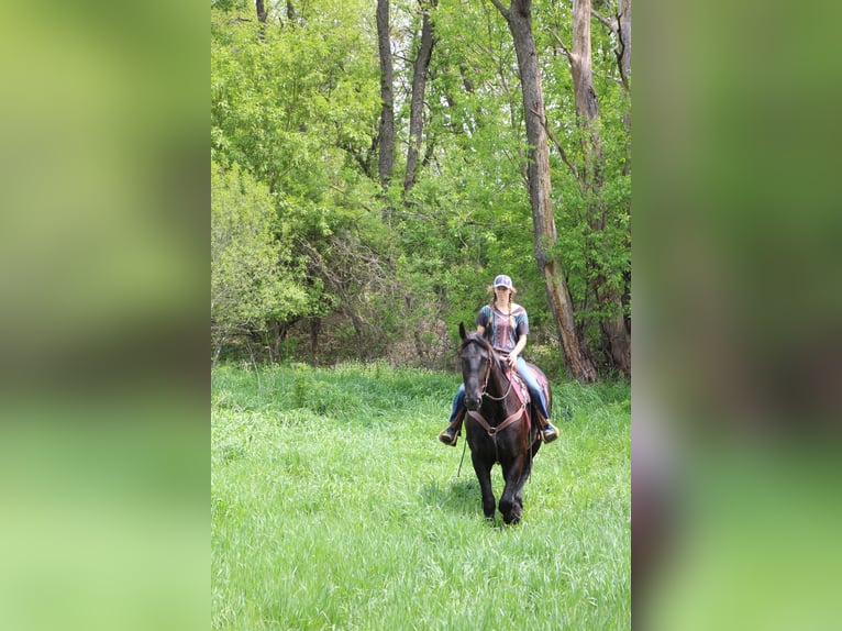 Friesian horses Mare 9 years 17 hh Black in Highland MI