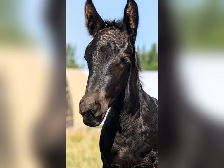 Friesian horses Mix Mare Foal (08/2025) 15,1 hh Black in Scheibenberg