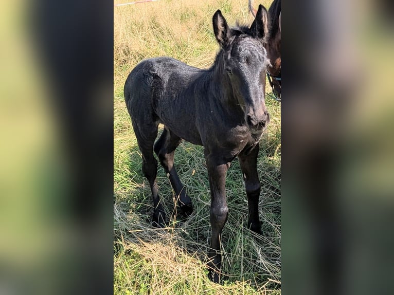 Friesian horses Mix Mare Foal (08/2025) 15,1 hh Black in Scheibenberg