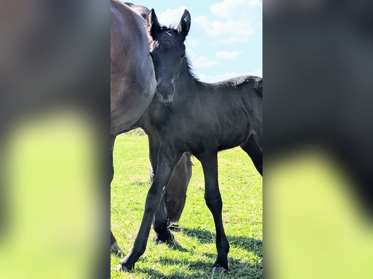 Friesian horses Mix Mare Foal (08/2025) 15,1 hh Black in Scheibenberg