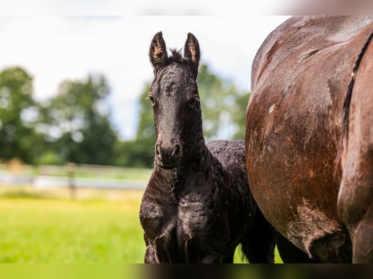 Friesian horses Mare  15,3 hh Black in Wilsum