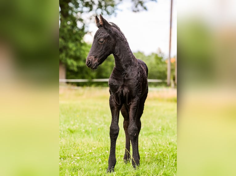 Friesian horses Mare  15,3 hh Black in Wilsum