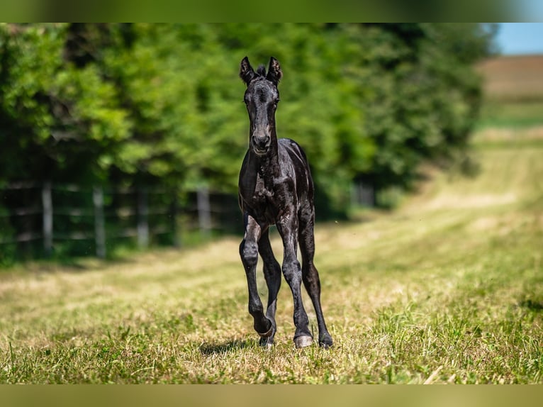Friesian horses Mare Foal (05/2025) 16 hh Black in P&#x159;erov