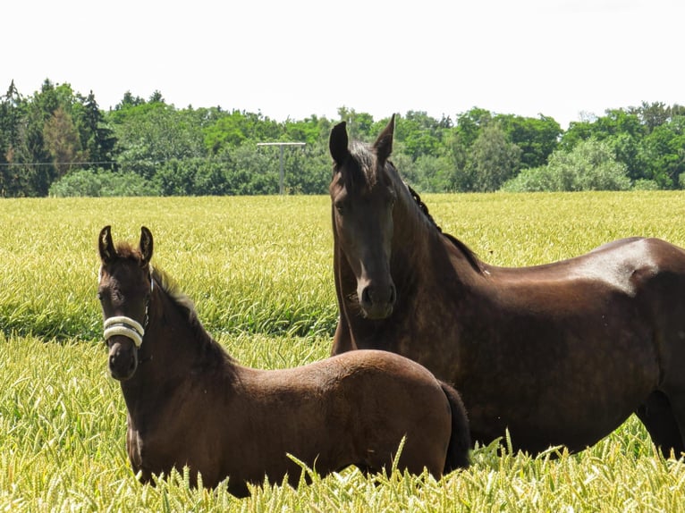 Friesian horses Mare Foal (05/2024) 16 hh Black in Gustow