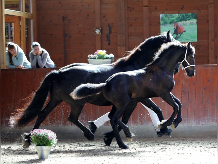 Friesian horses Mare Foal (04/2023) 16 hh Black in Biedenkopf