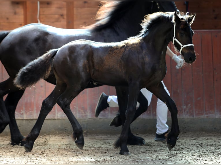 Friesian horses Mare Foal (04/2023) 16 hh Black in Biedenkopf