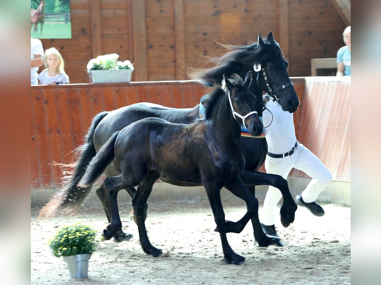 Friesian horses Mare Foal (04/2023) 16 hh Black in Biedenkopf