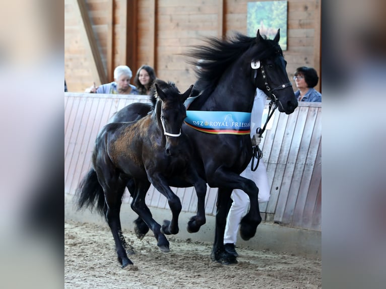 Friesian horses Mare Foal (04/2023) 16 hh Black in Biedenkopf