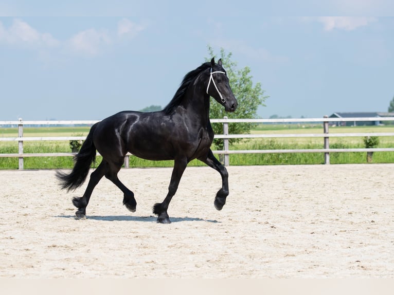 Friesian horses Mare Foal (04/2023) 16 hh Black in Biedenkopf