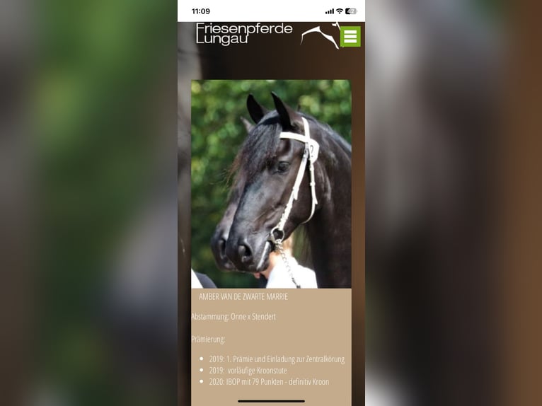 Friesian horses Mare Foal (05/2025) 16,1 hh Black in Sankt Michael  im Lungau Friesian horses Mare Foal (05/2025) 16,1 hh Black in Sankt Michael  im Lungau