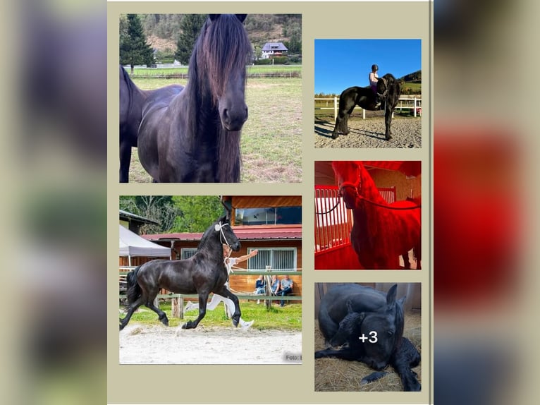 Friesian horses Mare Foal (05/2025) 16,1 hh Black in Sankt Michael  im Lungau Friesian horses Mare Foal (05/2025) 16,1 hh Black in Sankt Michael  im Lungau