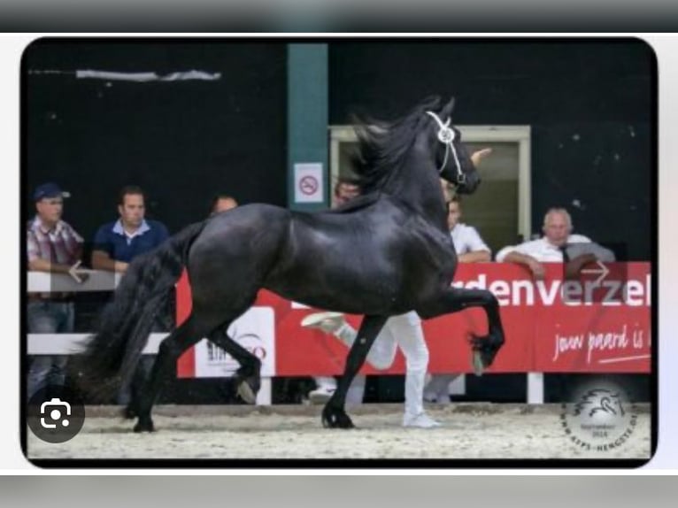 Friesian horses Mare Foal (05/2025) 16,1 hh Black in Sankt Michael  im Lungau Friesian horses Mare Foal (05/2025) 16,1 hh Black in Sankt Michael  im Lungau
