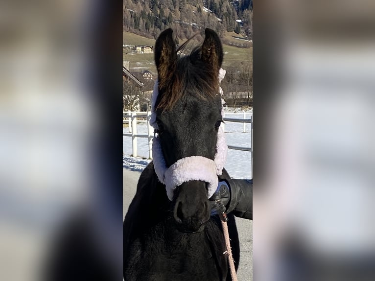 Friesian horses Mare Foal (08/2025) 16,1 hh Black in Sankt Michael  im Lungau