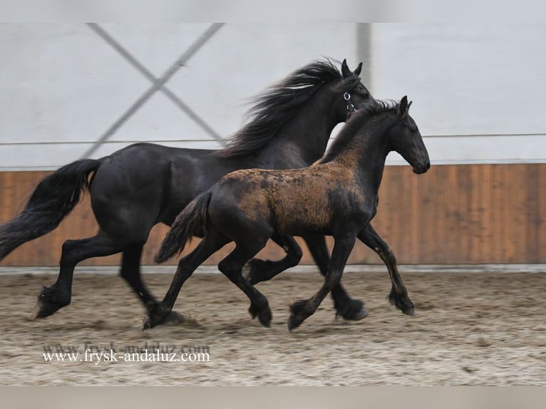 Friesian horses Mare  16,1 hh Black in Mijnsheerenland