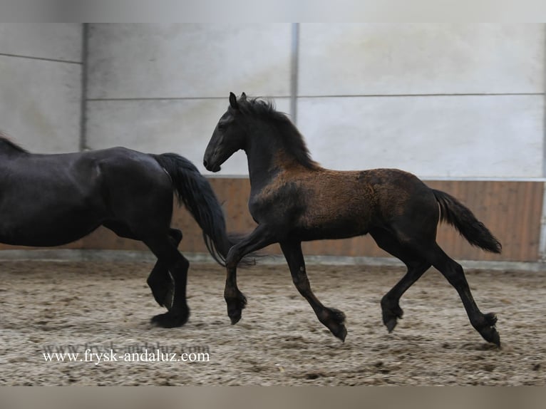Friesian horses Mare Foal (03/2025) 16,1 hh Black in Mijnsheerenland