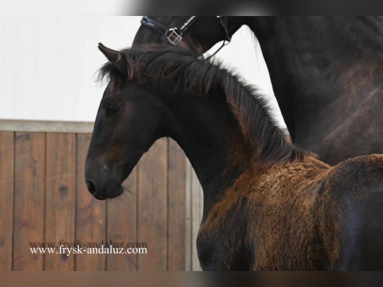 Friesian horses Mare Foal (03/2025) 16,1 hh Black in Mijnsheerenland