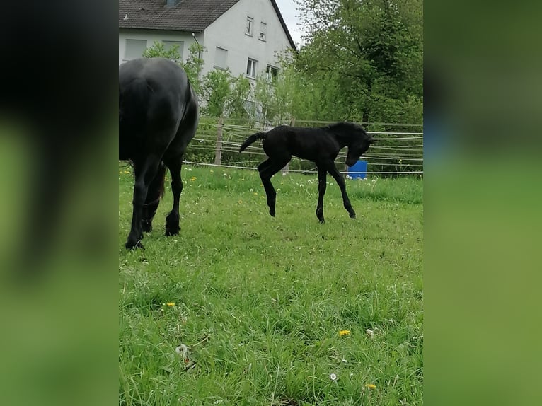 Friesian horses Mare Foal (04/2024) Black in Flieden