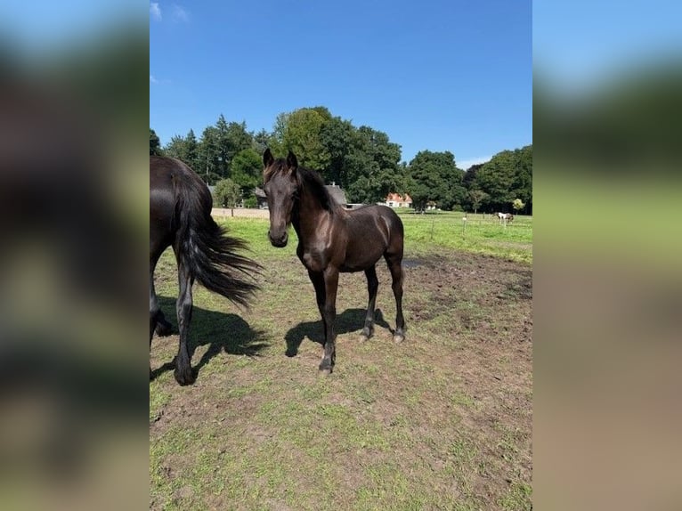 Friesian horses Mare Foal (03/2025) Black in Nauders Friesian horses Mare Foal (03/2025) Black in Nauders