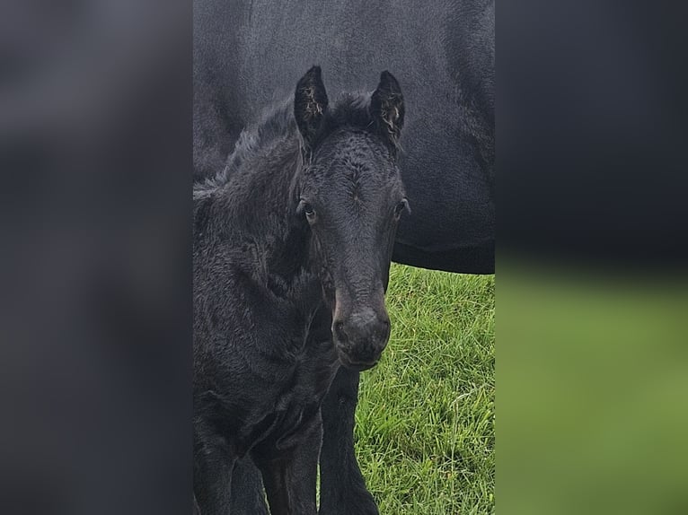 Friesian horses Mare  Black in Kranenburg