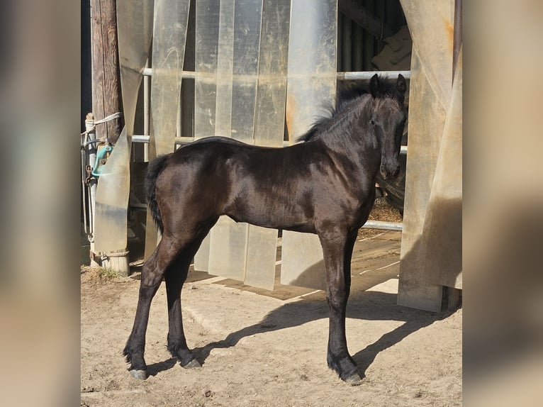 Friesian horses Mare  Black in Kranenburg