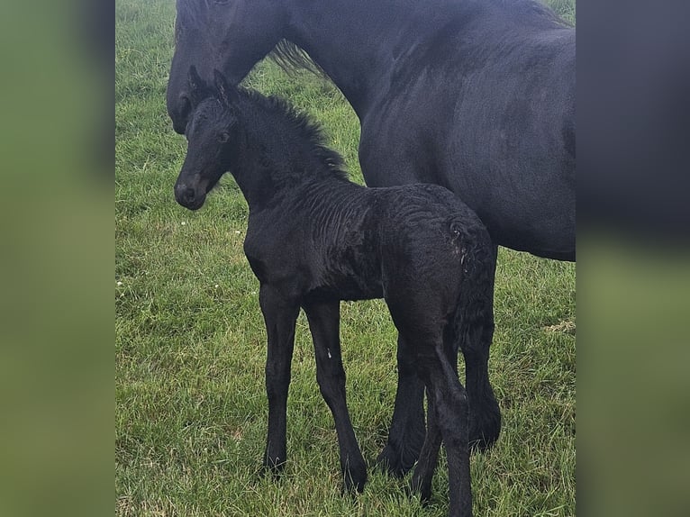 Friesian horses Mare  Black in Kranenburg