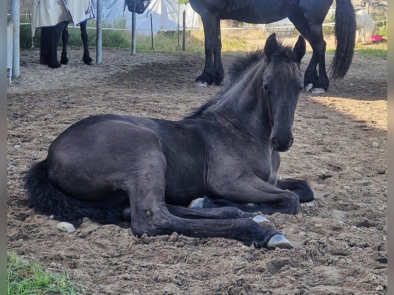 Friesian horses Mare  Black in Kranenburg