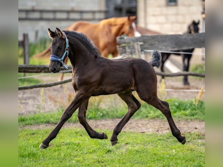 Friesian horses Mare Foal (06/2025) Black in Bra&#x144;sk
