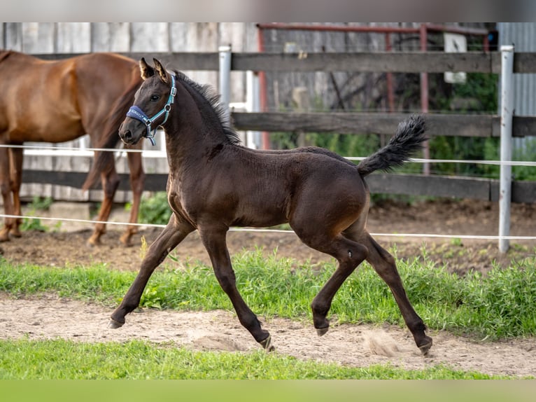 Friesian horses Mare Foal (06/2025) Black in Bra&#x144;sk