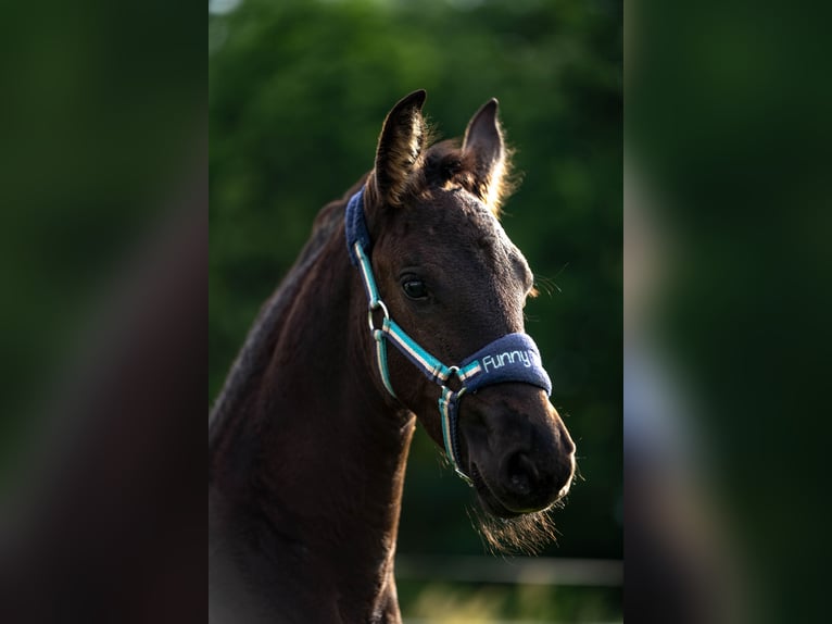 Friesian horses Mare Foal (06/2025) Black in Bra&#x144;sk